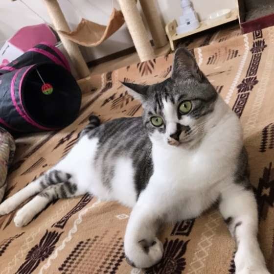 くつろぐサバトラ