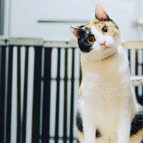 首をかしげる三毛猫