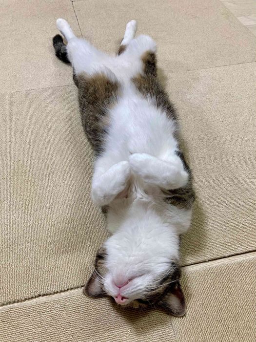 ぎんちゃん
