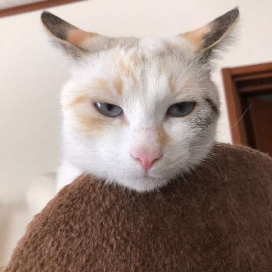 まさに見た目が イカ 猫のイカ耳の理由と画像をご紹介します ねこのきもちweb Magazine まさに見た目が イカ 猫のイカ耳の理由と画像をご紹介します ねこのきもちweb Magazine