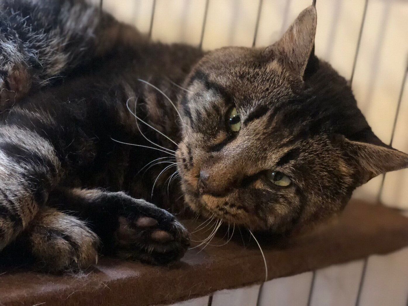 まるで本当の猫みたい 点滴治療を開始して数日後 動かなかった猫が動いた 連載 交通事故にあった猫を拾いました 11 ねこのきもちweb Magazine まるで本当の猫みたい 点滴治療を開始して数日後 動かなかった猫が動いた 連載 交通事故にあった猫を拾いました 11 ねこのきもちweb Magazine