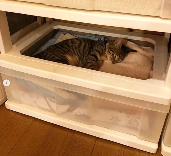 タンスで眠るキジトラ