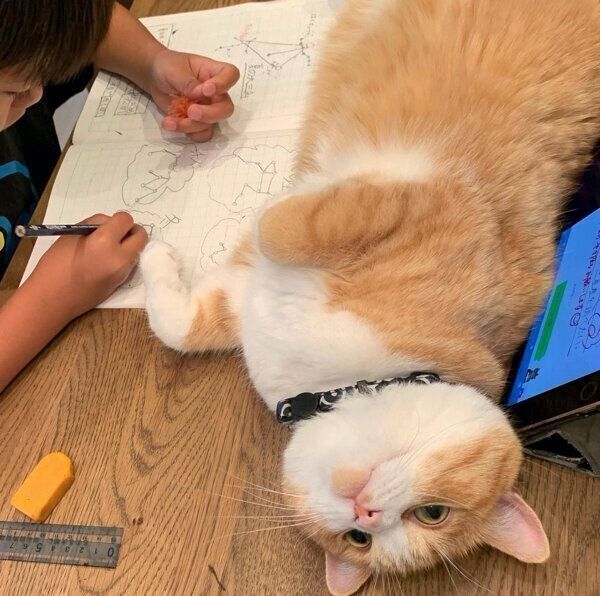 宿題を邪魔するぽんたくん