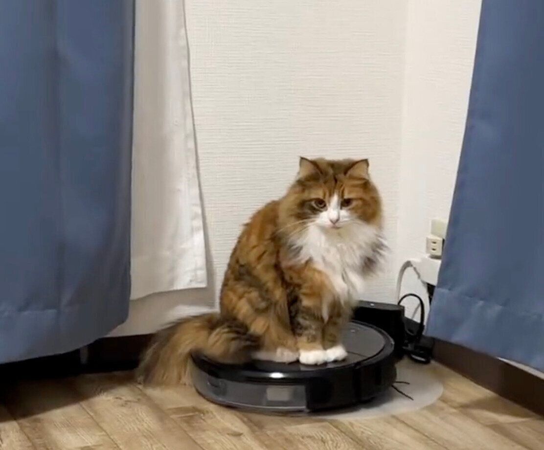 ロボット掃除機の上に乗る麦ちゃん