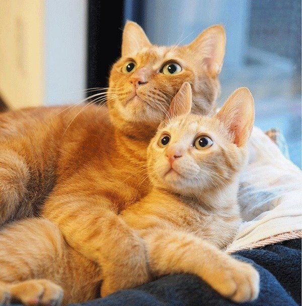 いちちゃん、しなとらちゃん