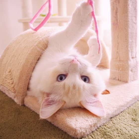 キャットタワーで遊ぶラグドール瑠璃丸