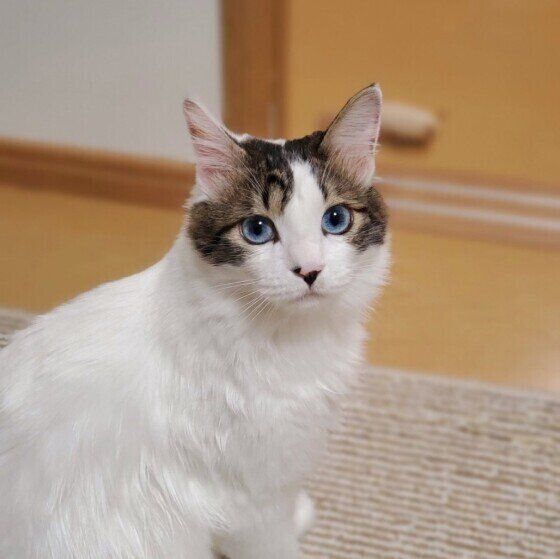 カメラを見る福ちゃん（MIX）