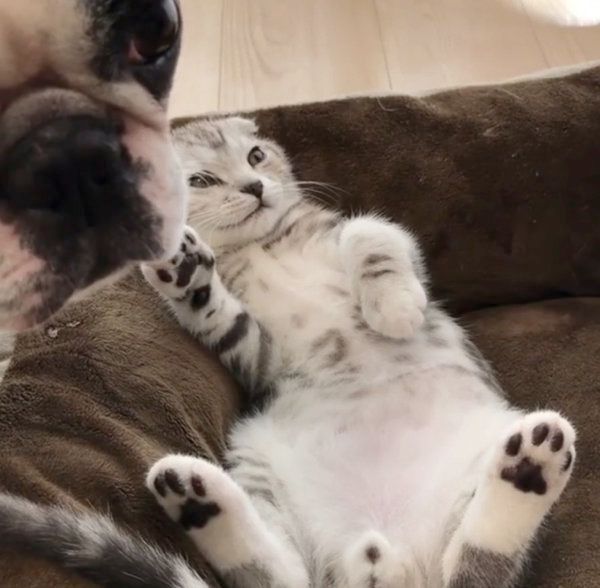 じゃれ合うボストン・テリアとスコティッシュフォールド