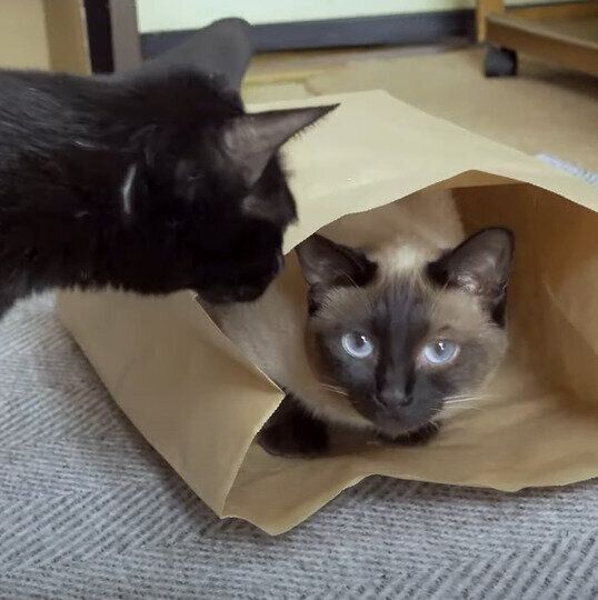 紙袋が大好きな黒みつくんと、わらびちゃん