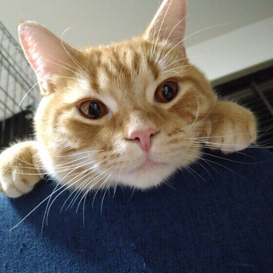 青いソファの背もたれに前足をかけて、顔をのぞかせているアメリカンショートヘア