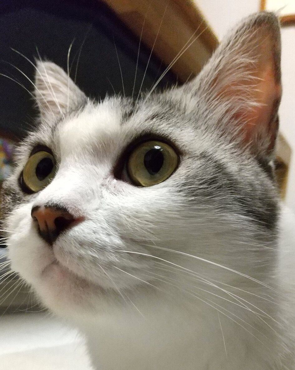 見つめるウィンちゃん。