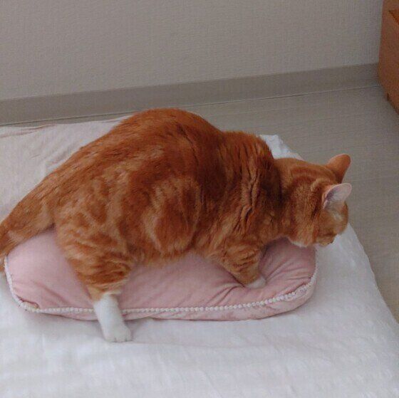 ふみふみするたびくん（マンチカン）