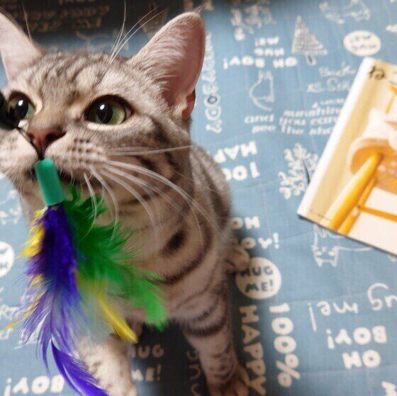 おもちゃで遊ぶアメリカンショートヘア