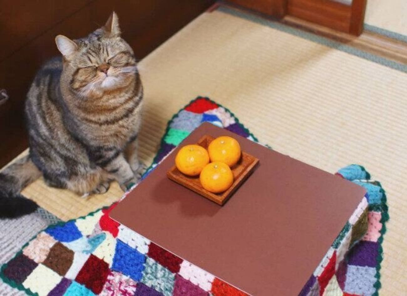 猫用こたつとみかんがセットに 猫も人もうれしいアイデア商品 ねこのきもちweb Magazine 猫用こたつとみかんがセットに 猫も人もうれしいアイデア商品 ねこのきもちweb Magazine