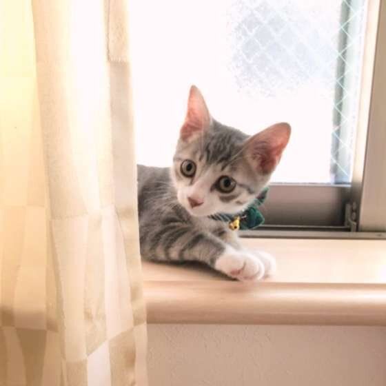 カイトくん MIX　サバトラ