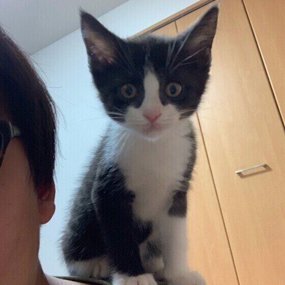 肩に乗るスコのルークくん