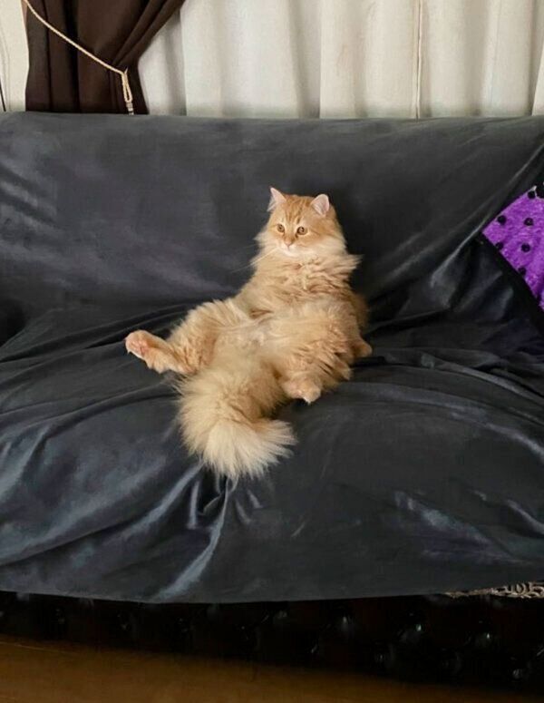 人間みたいなくつろぎ方をするエマちゃん