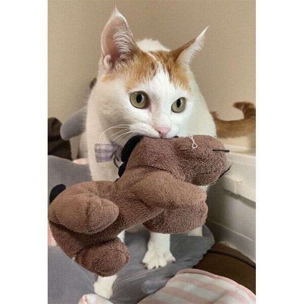 6才になったむぎくん