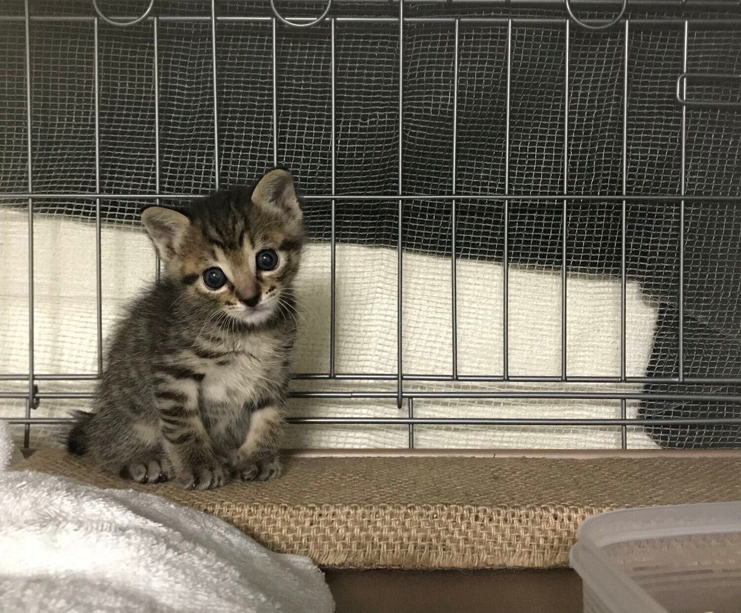 生後2カ月ごろのおこめくん