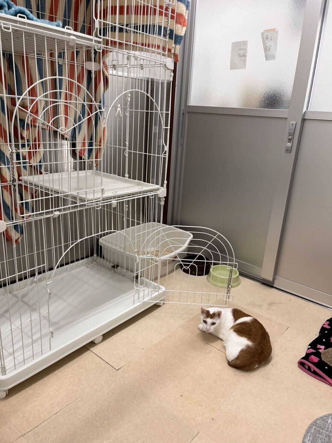 写真提供／神戸市環境衛生課