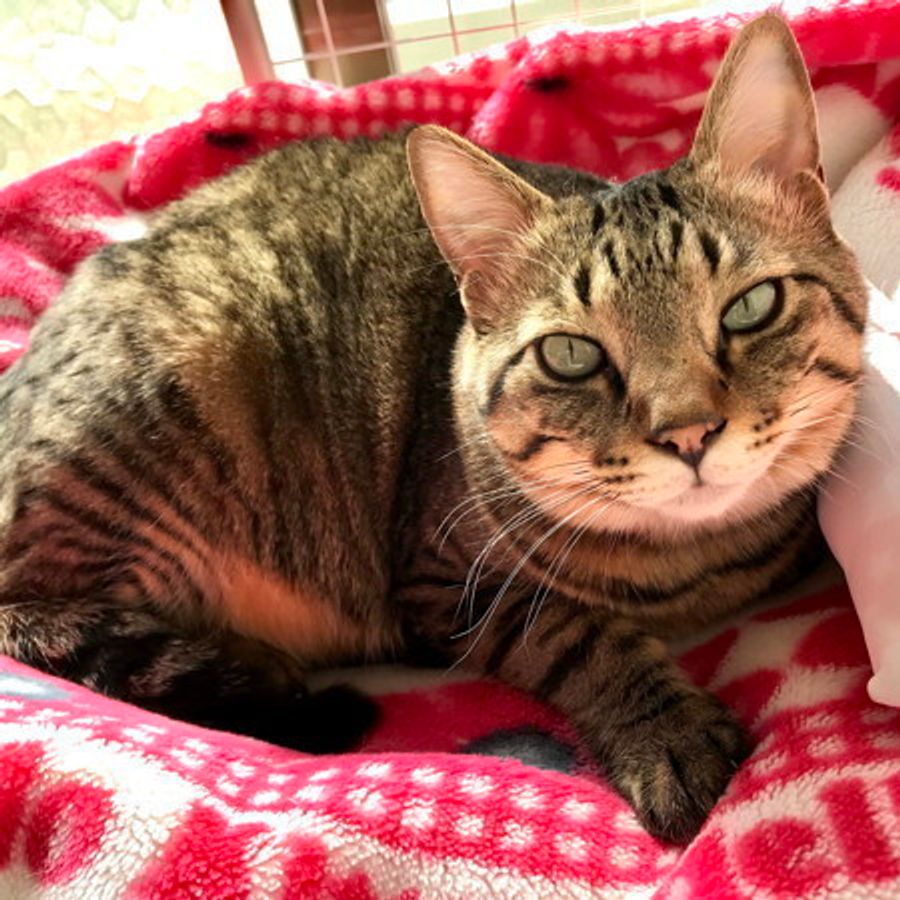 猫1匹でさみしくないの その疑問お答えします おひとり猫 3つのメリットとは ねこのきもちweb Magazine 猫1匹でさみしくないの その疑問お答えします おひとり猫 3つのメリットとは ねこのきもちweb Magazine