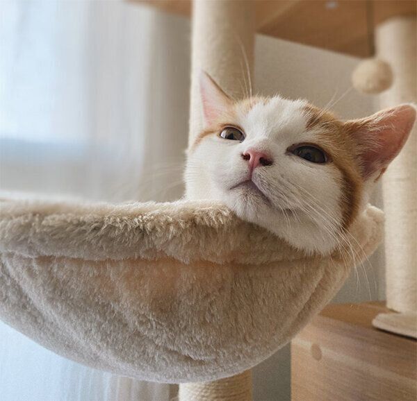 くつろぐこなつくん