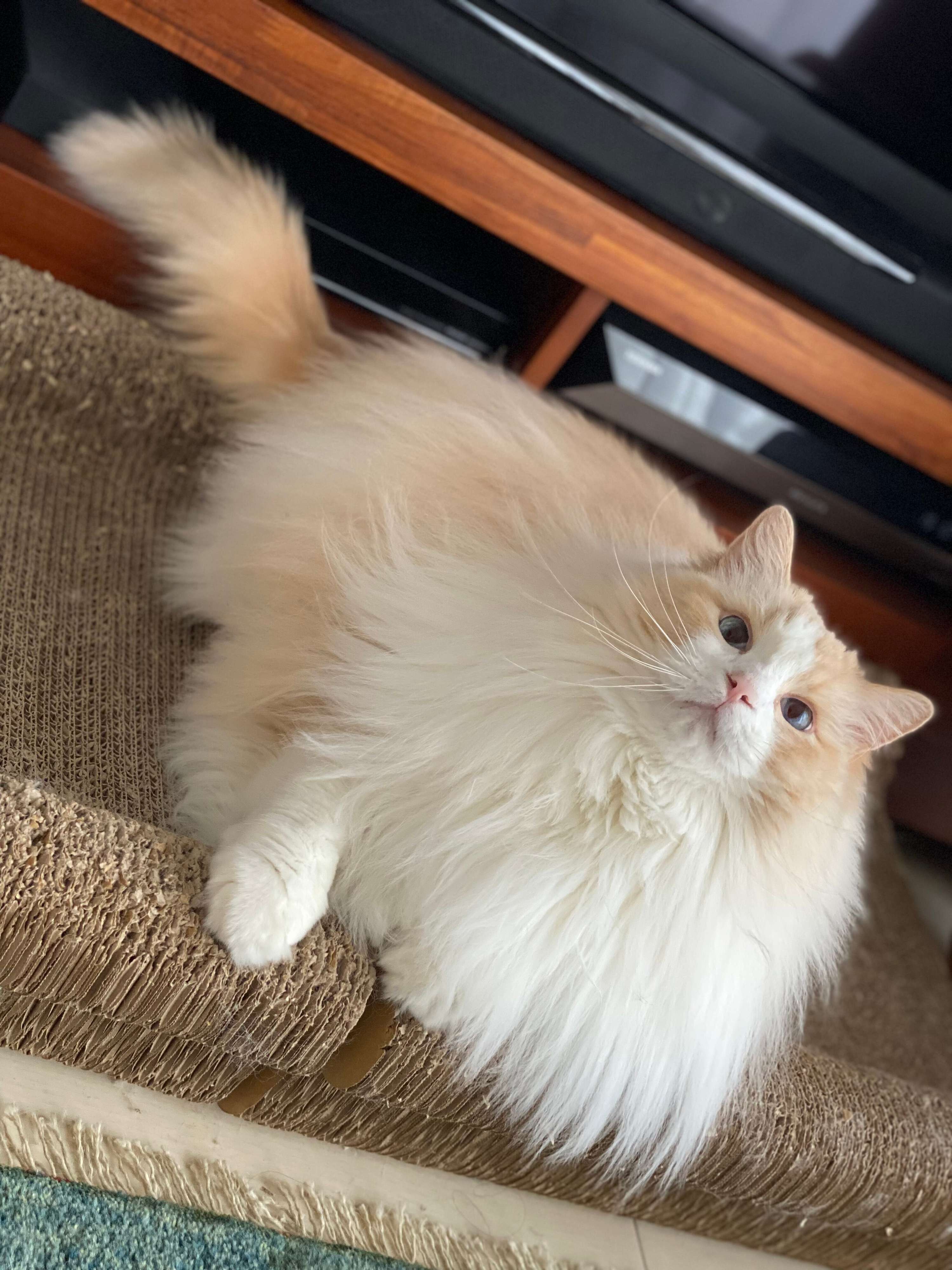 8才のラグドール