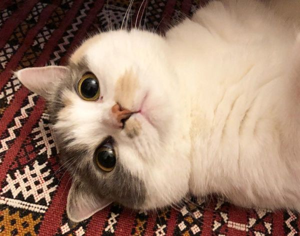 ふみふみする顔が怖い猫