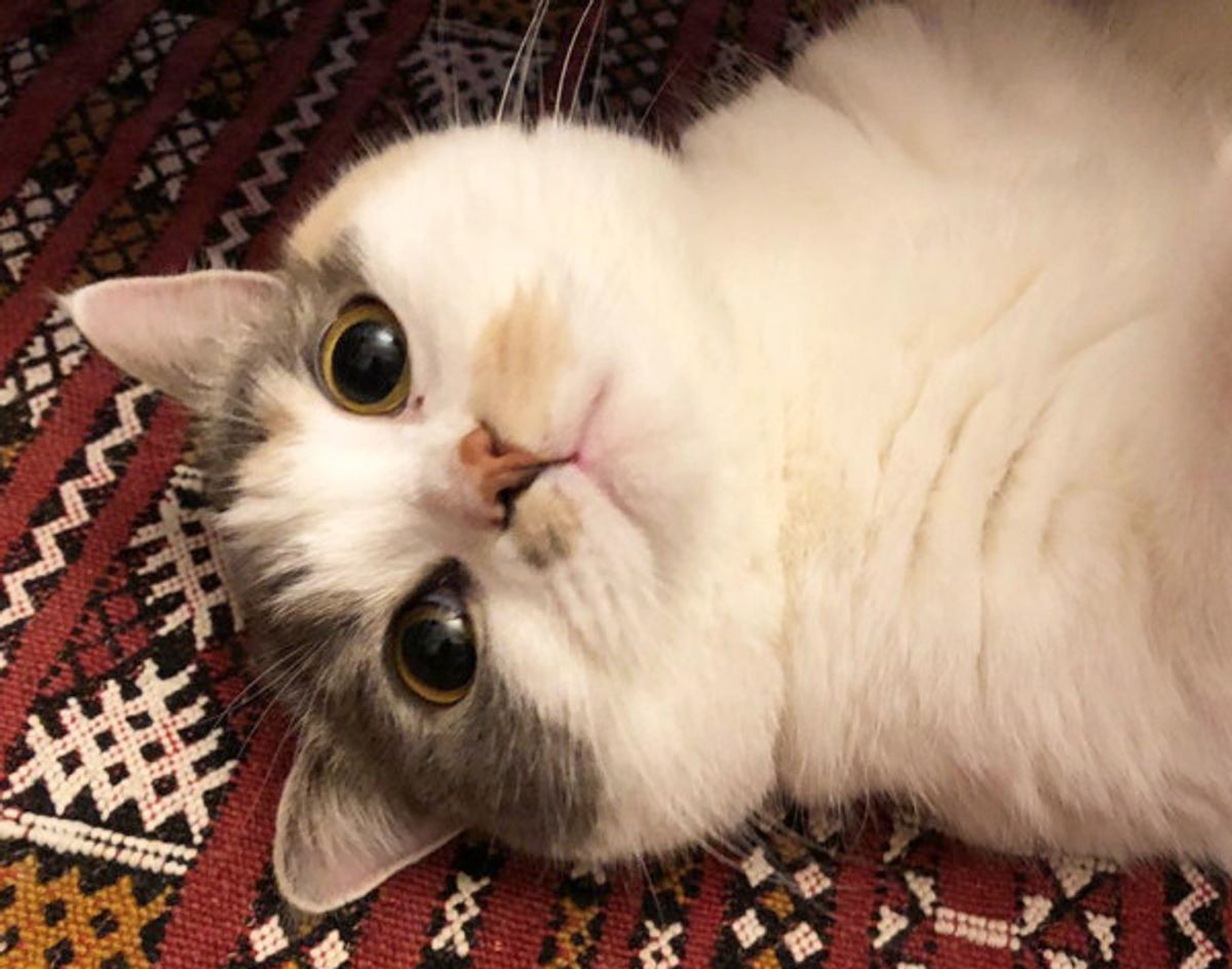 フミフミはかわいいけど なぜかお顔が凶悪になっちゃうニャンコに反響 ねこのきもちweb Magazine フミフミはかわいいけど なぜかお顔が凶悪になっちゃうニャンコに反響 ねこのきもちweb Magazine