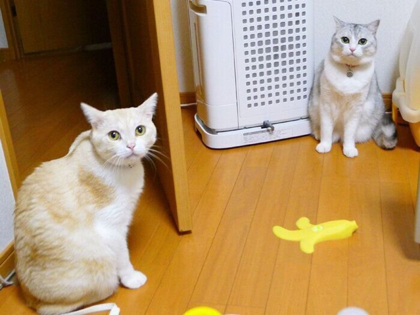 猫は自分の名前 ちゃんとわかってる 本日もねこ晴れなり Vol 346 ねこのきもちweb Magazine 猫は自分の名前 ちゃんとわかってる 本日もねこ晴れなり Vol 346 ねこのきもちweb Magazine