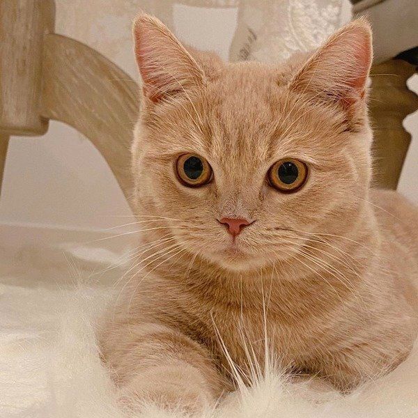 見つめるここちゃん