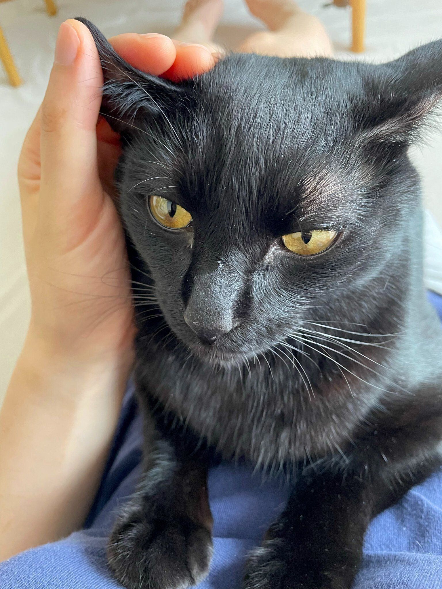 飼い主さんに甘えるこぐまくん