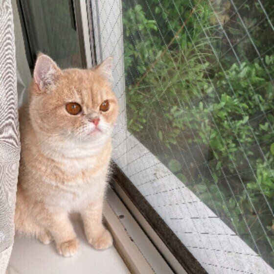 ニャルソックをするエキゾチックショートヘア