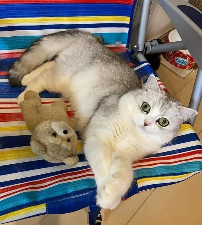 くつろぐネギトロちゃん