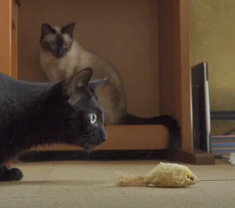 ネズミを追いかけるくろみつくん