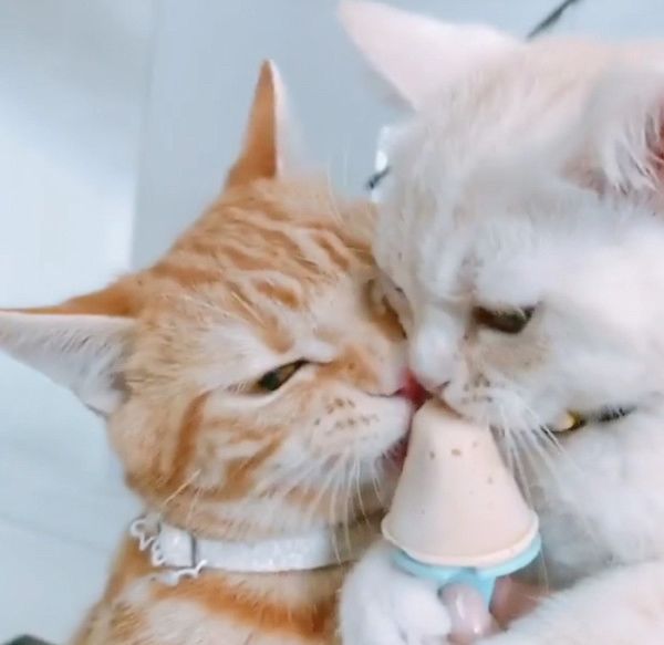 アイスを奪い合う猫