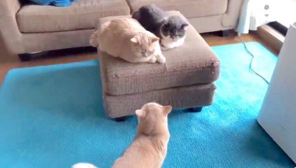 ヤキモチを焼くブリティッシュショートヘア