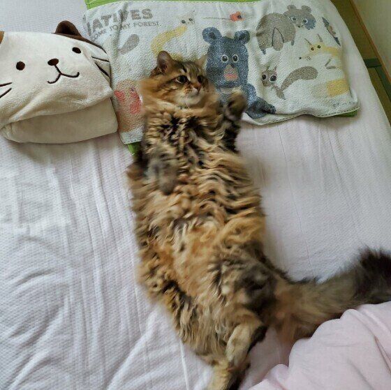 布団でくつろぐキジトラ