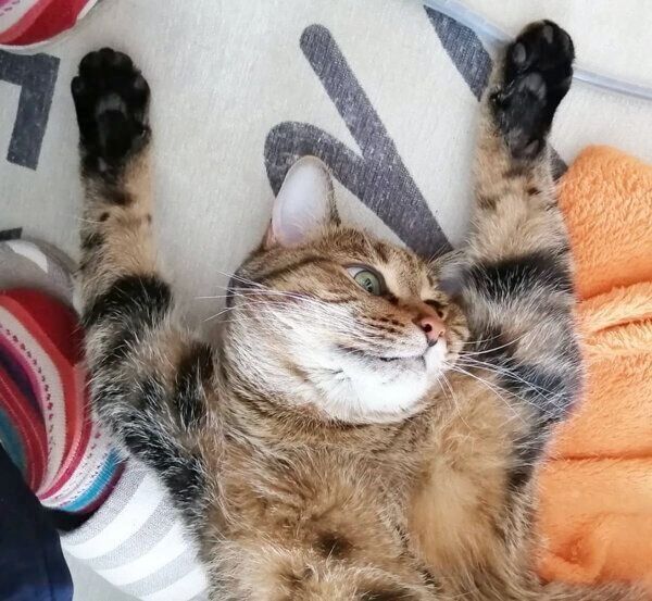 バンザイポーズをするもんちゃん