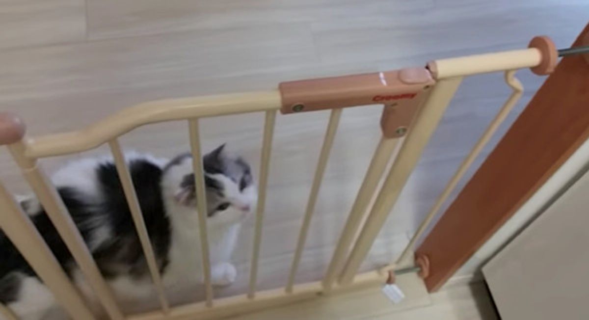 性格が真逆のニャンコたちと暮らすと絶対楽しいだろうな と思う猫暮らしとは ねこのきもちweb Magazine 性格が真逆のニャンコたちと暮らすと絶対楽しいだろうな と思う猫暮らしとは ねこのきもちweb Magazine