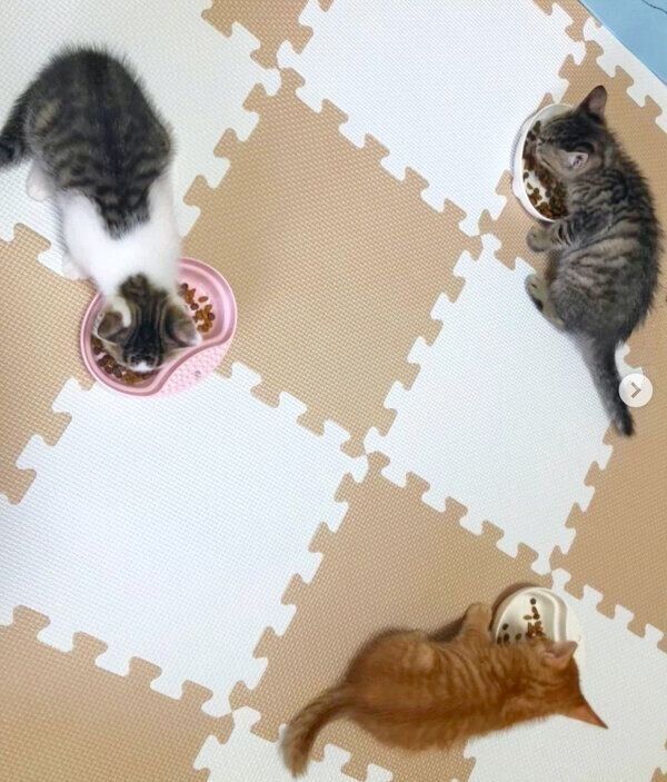 ごはんを食べるおこめちゃん、おはぎくん、おもちくん