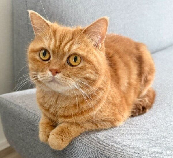 おやつを待つにゃむちゃん