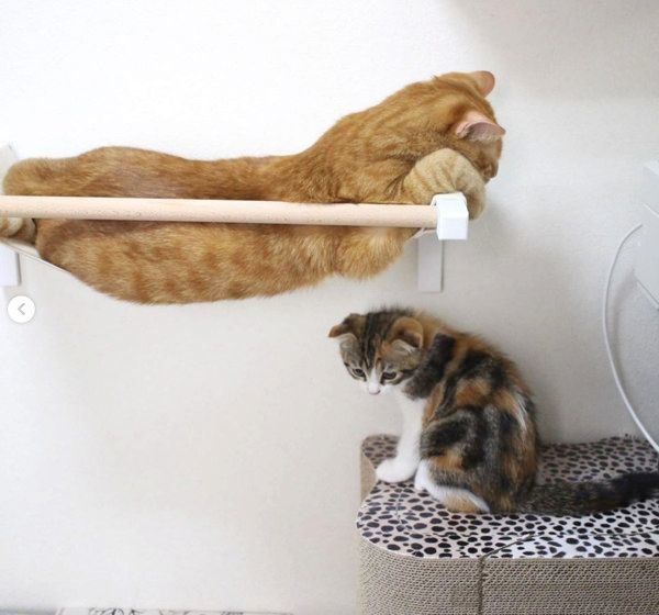 ハンモックでくつろぐ茶トラとマンチカン