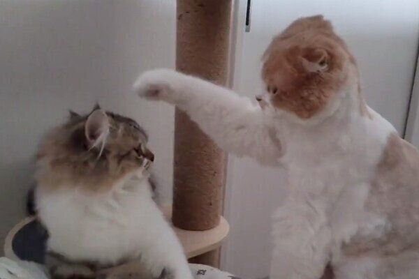 後輩猫とクリームくん