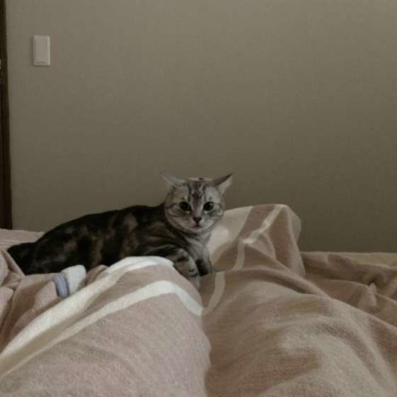 飼い主さんの足元に座るアメショー