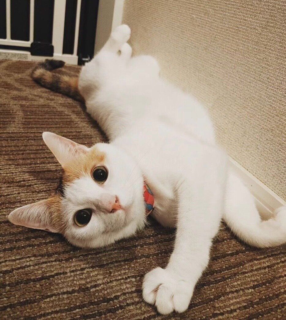 寝転がるちくわちゃん