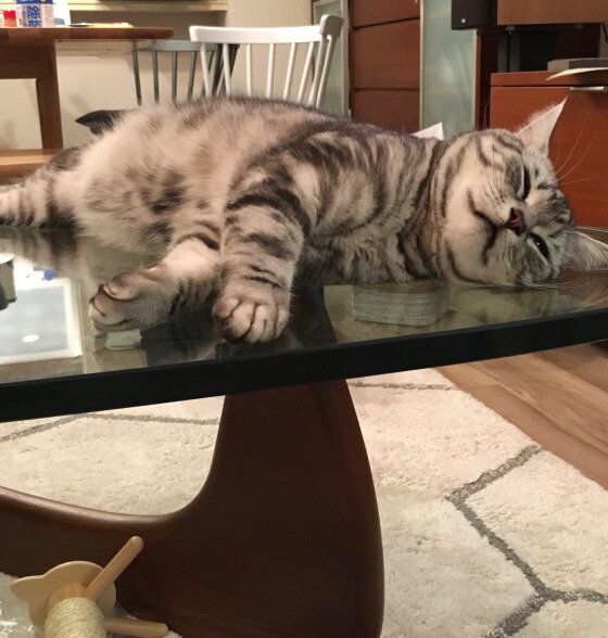 アメリカンショートヘア