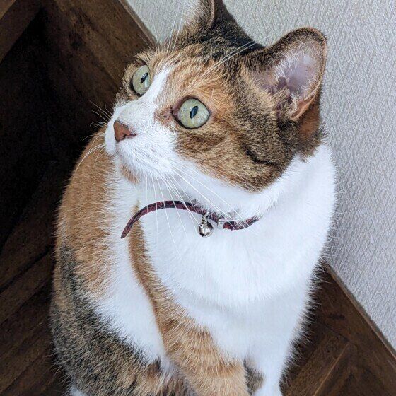 ミケのららちゃん