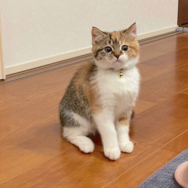 初めて見るブラシに驚くむぎめちゃん