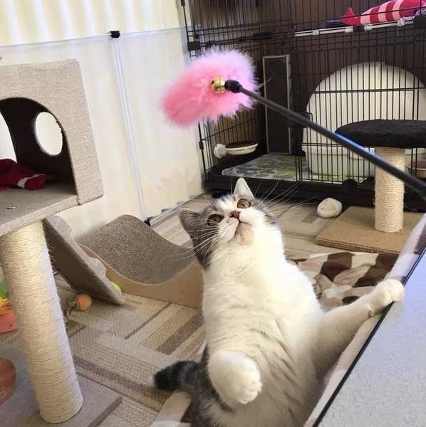 おもちゃに夢中の猫